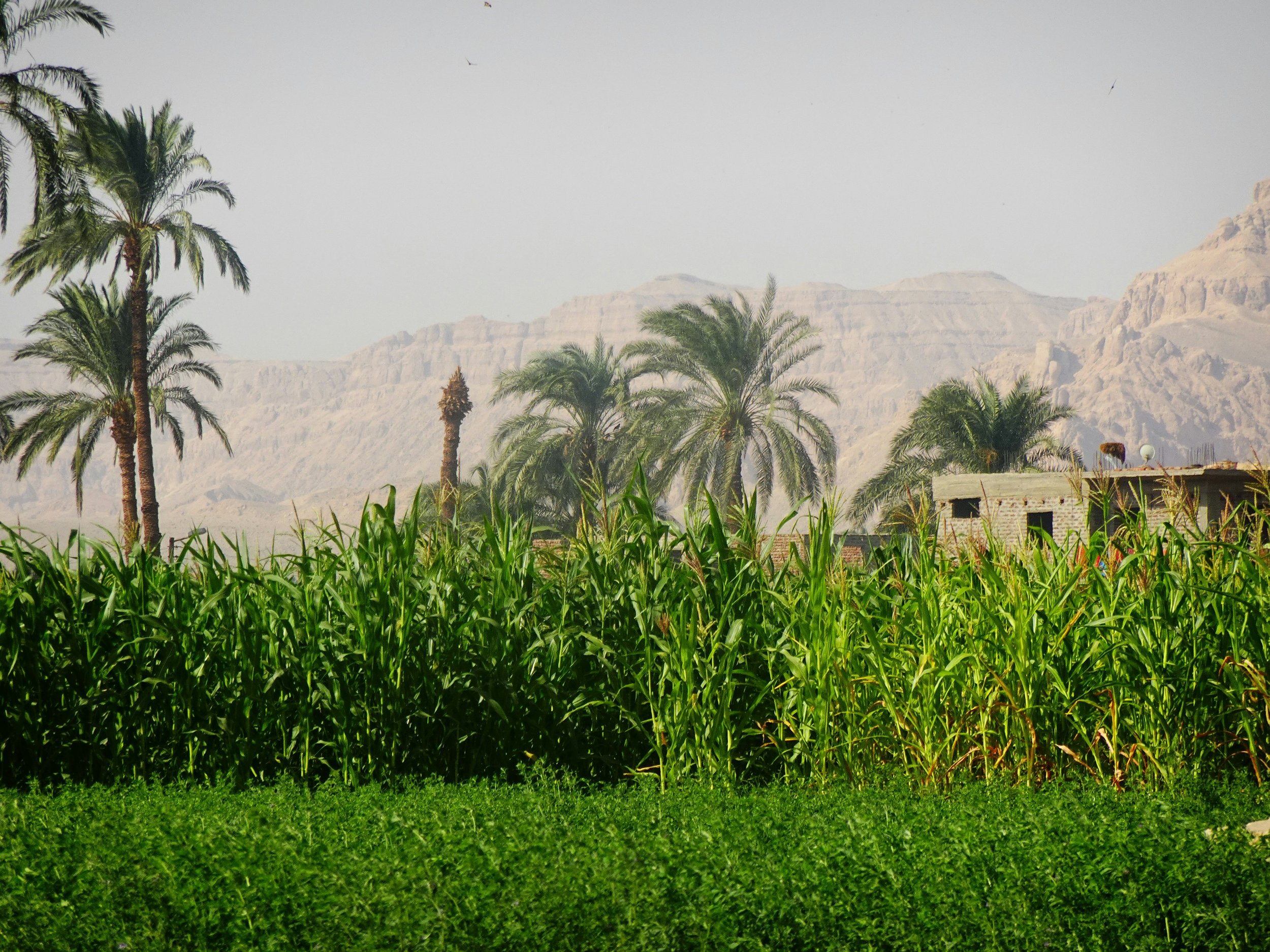 A landscape image with green grass and lush palm trees in the foreground, a rural house with a tiled roof in the middle ground, and rocky desert mountains in the background under a clear sky.