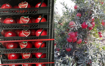 Pomegranates